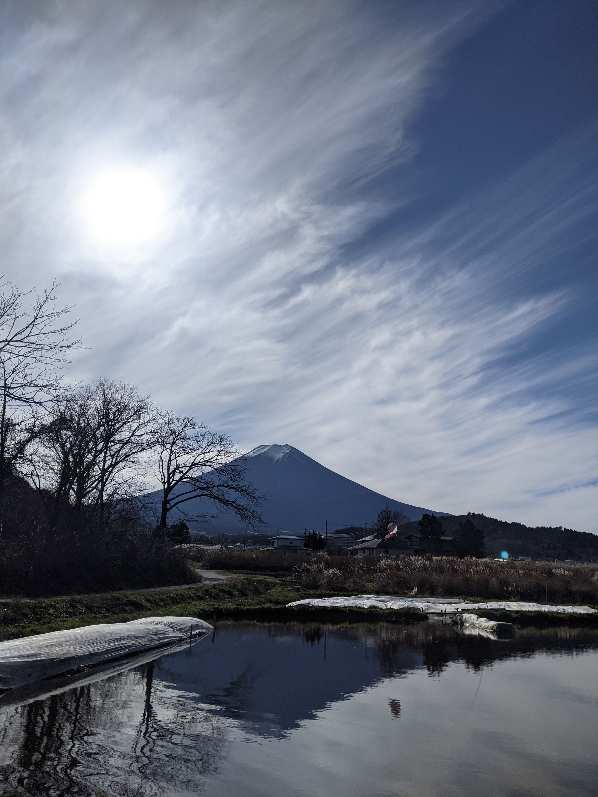 富士吉田の圃場からは富士山が良く見える